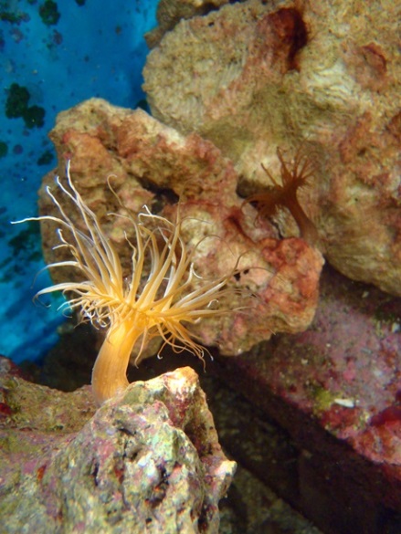 刺細胞動物細胞、分子生物、生理與生化研究